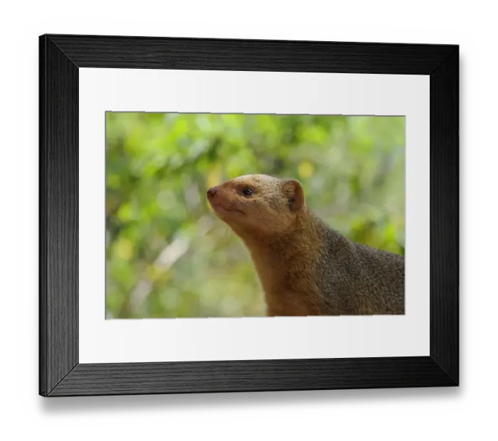 Framed Print : Dwarf Mongoose (Helogale parvula) adult, close-up of head, Masai Mara, Kenya Framed Print : Dwarf Mongoose (Helogale parvula) adult, close-up of head, Masai Mara, Kenya