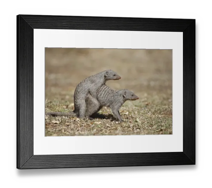 Framed Print : Banded Mongoose (Mungos mungo) adult pair, mating, Pilanesberg N. P. North West Province, South Africa Framed Print : Banded Mongoose (Mungos mungo) adult pair, mating, Pilanesberg N. P. North West Province, South Africa