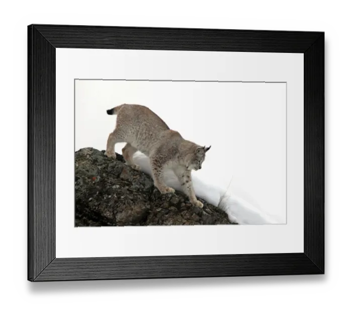 Framed Print : Eurasian Lynx (Lynx lynx) adult, walking down rock in snow, winter (captive) Framed Print : Eurasian Lynx (Lynx lynx) adult, walking down rock in snow, winter (captive)