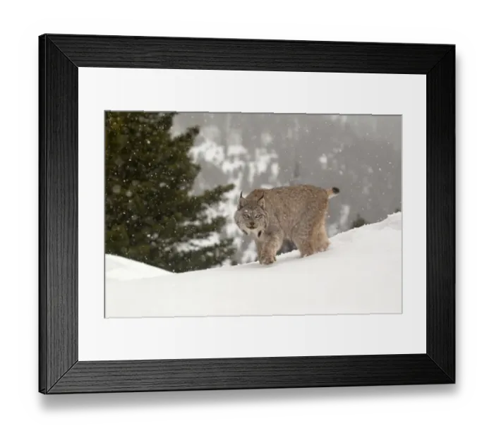 Framed Print : Canadian Lynx (Lynx canadensis) adult, walking in snow during snowfall, Montana, U. S. A. january (captive)