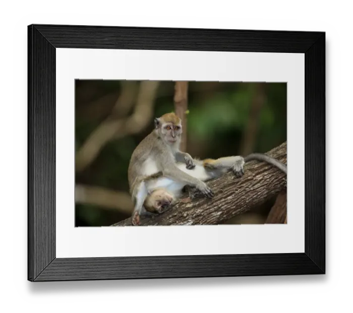Framed Print : Crab-eating Macaque (Macaca fascicularis) two immatures, mutual grooming, Labuk Bay, Sabah, Borneo, Malaysia Framed Print : Crab-eating Macaque (Macaca fascicularis) two immatures, mutual grooming, Labuk Bay, Sabah, Borneo, Malaysia