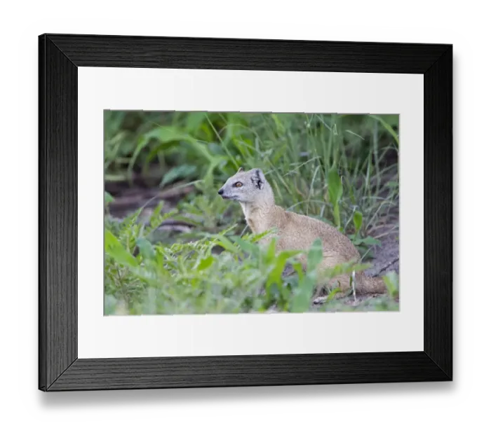 Framed Print : Yellow Mongoose (Cynictis penicillata) adult, sitting amongst vegetation, Savute, Chobe N. P. Botswana Framed Print : Yellow Mongoose (Cynictis penicillata) adult, sitting amongst vegetation, Savute, Chobe N. P. Botswana