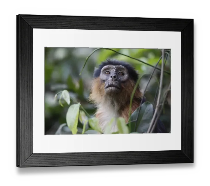 Framed Print : Western Red Colobus (Procolobus badius) adult, close-up of head, amongst leaves in forest, Gambia Framed Print : Western Red Colobus (Procolobus badius) adult, close-up of head, amongst leaves in forest, Gambia