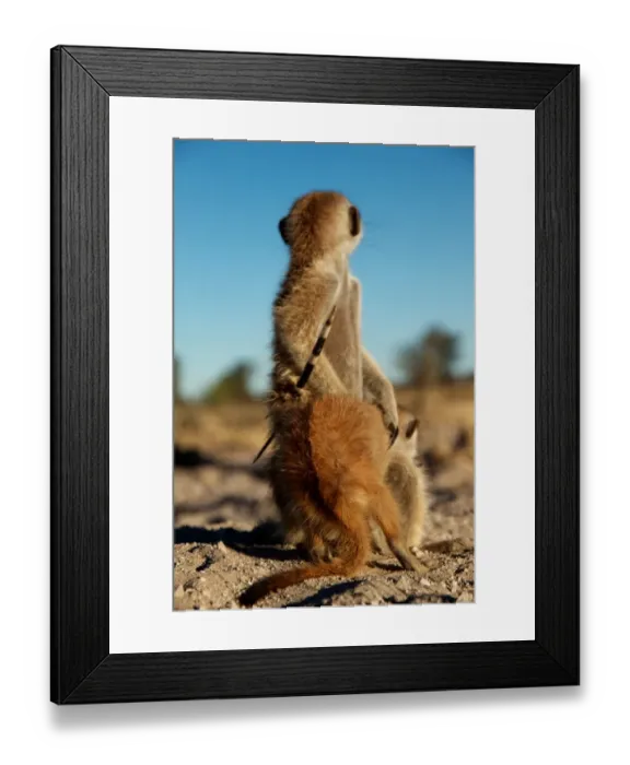 Framed Print : Meerkat (Suricata suricatta) adult, with porcupine quill stuck in side, sitting with young, Kalahari Meerkat Project, Kuruman River Reserve, Kalahari Desert, Northern Cape, South Africa Framed Print : Meerkat (Suricata suricatta) adult, with porcupine quill stuck in side, sitting with young, Kalahari Meerkat Project, Kuruman River Reserve, Kalahari Desert, Northern Cape, South Africa