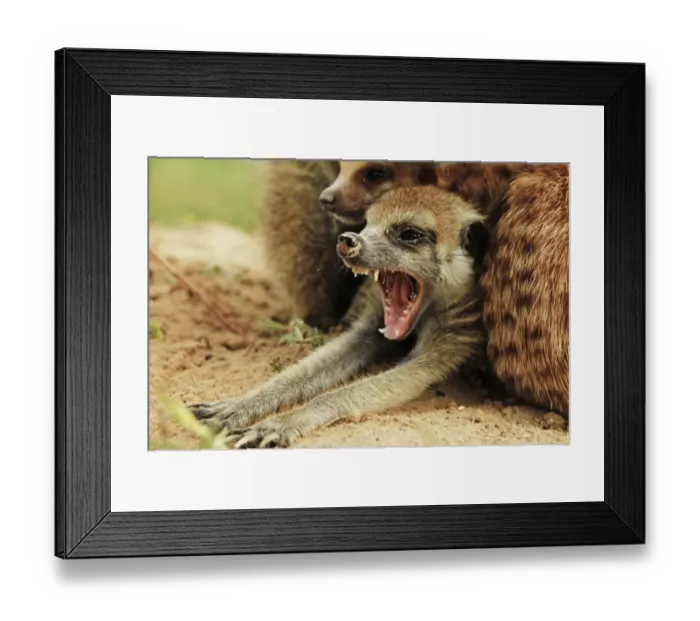 Framed Print : Meerkat (Suricata suricatta) juvenile, yawning, Kalahari Meerkat Project, Kuruman River Reserve, Kalahari Desert, Northern Cape, South Africa Framed Print : Meerkat (Suricata suricatta) juvenile, yawning, Kalahari Meerkat Project, Kuruman River Reserve, Kalahari Desert, Northern Cape, South Africa