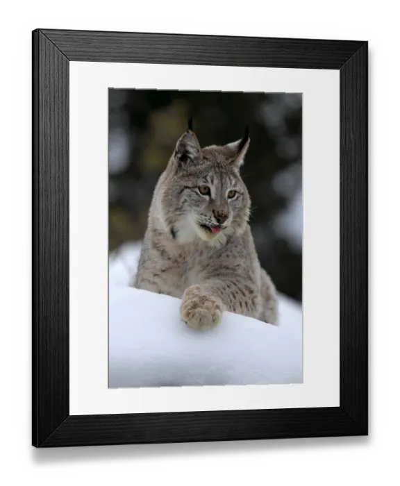 Framed Print : Eurasian Lynx (Lynx lynx) adult, with tongue out, resting on snow, winter (captive) Framed Print : Eurasian Lynx (Lynx lynx) adult, with tongue out, resting on snow, winter (captive)