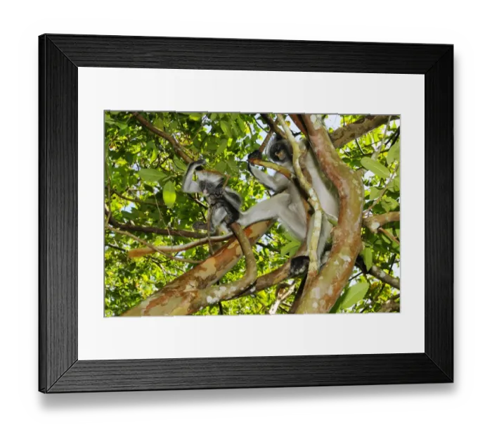 Framed Print : Zanzibar Red Colobus (Procolobus kirkii) adult female with young, sitting on branches in tree, Jozani Forest, Zanzibar, Tanzania Framed Print : Zanzibar Red Colobus (Procolobus kirkii) adult female with young, sitting on branches in tree, Jozani Forest, Zanzibar, Tanzania