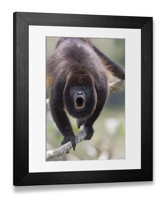 Framed Print : Mantled Howler Monkey (Alouatta palliata) adult male, howling, standing on branch in rainforest, Soberiana N. P. Panama Framed Print : Mantled Howler Monkey (Alouatta palliata) adult male, howling, standing on branch in rainforest, Soberiana N. P. Panama