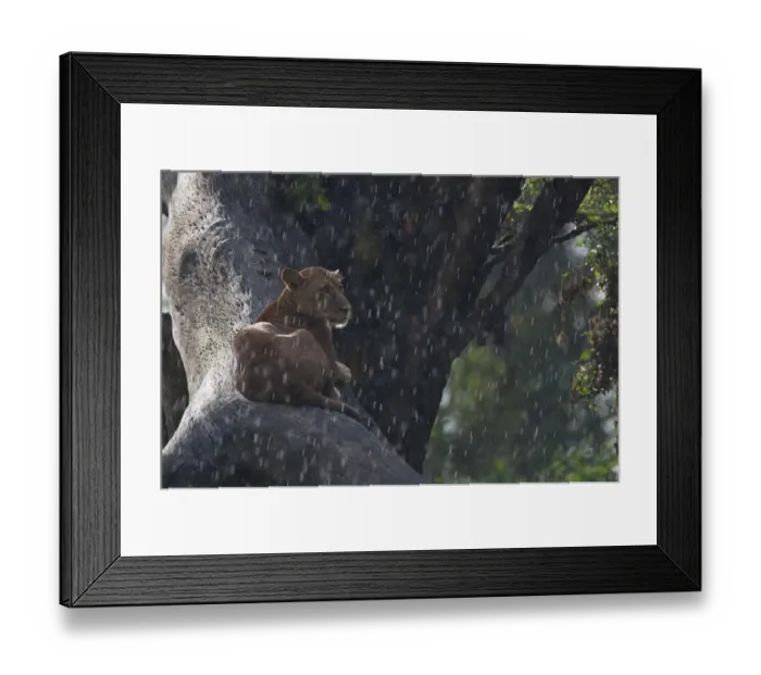 Framed Print : Lion (Panthera leo) adult female, resting on tree branch in rain, watching prey, Nakuru, Kenya