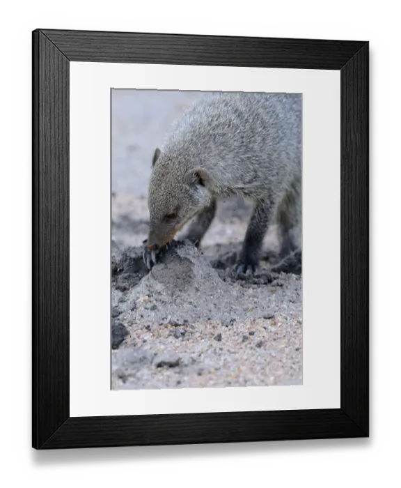 Framed Print : Banded Mongoose (Mungos mungo) adult, digging for food, Masai Mara, Kenya