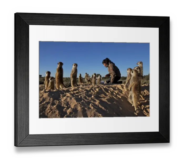 Framed Print : Meerkat (Suricata suricatta) adults and young, group standing on hind legs, with researcher using weighing scales, Kalahari Meerkat Project, Kuruman River Reserve, Kalahari Desert, Northern Cape, South Africa Framed Print : Meerkat (Suricata suricatta) adults and young, group standing on hind legs, with researcher using weighing scales, Kalahari Meerkat Project, Kuruman River Reserve, Kalahari Desert, Northern Cape, South Africa