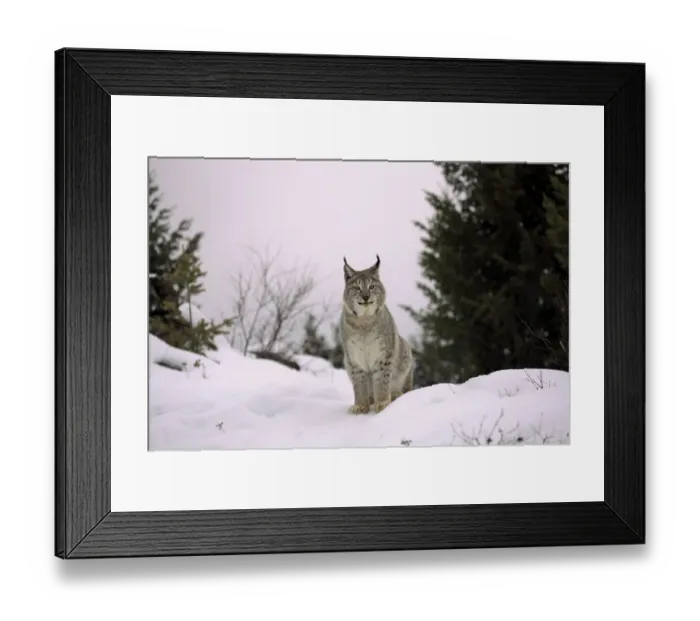 Framed Print : Eurasian Lynx (Lynx lynx) adult, sitting on snow, winter (captive)