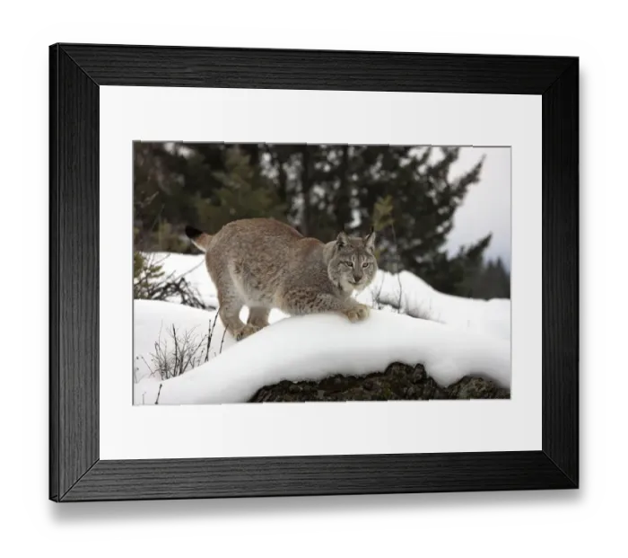 Framed Print : Eurasian Lynx (Lynx lynx) adult, crouching on snow, winter (captive) Framed Print : Eurasian Lynx (Lynx lynx) adult, crouching on snow, winter (captive)