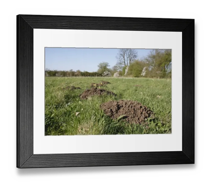 Framed Print : European Mole (Talpa europaea) molehills, in unimproved hay meadow habitat, Mickfield Meadow Nature Reserve, Mickfield, Suffolk, England, april Framed Print : European Mole (Talpa europaea) molehills, in unimproved hay meadow habitat, Mickfield Meadow Nature Reserve, Mickfield, Suffolk, England, april