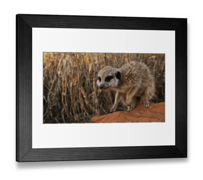 Framed Print : Meerkat (Suricata suricatta) adult, digging in sand, Kalahari Meerkat Project, Kuruman River Reserve, Kalahari Desert, Northern Cape, South Africa