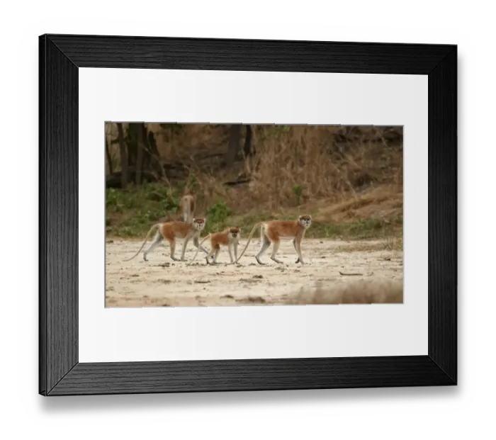 Framed Print : Patas Monkey (Eythrocebus patas) two adult females with juvenile, walking on dry ground, near Toubacouta, Senegal, january Framed Print : Patas Monkey (Eythrocebus patas) two adult females with juvenile, walking on dry ground, near Toubacouta, Senegal, january