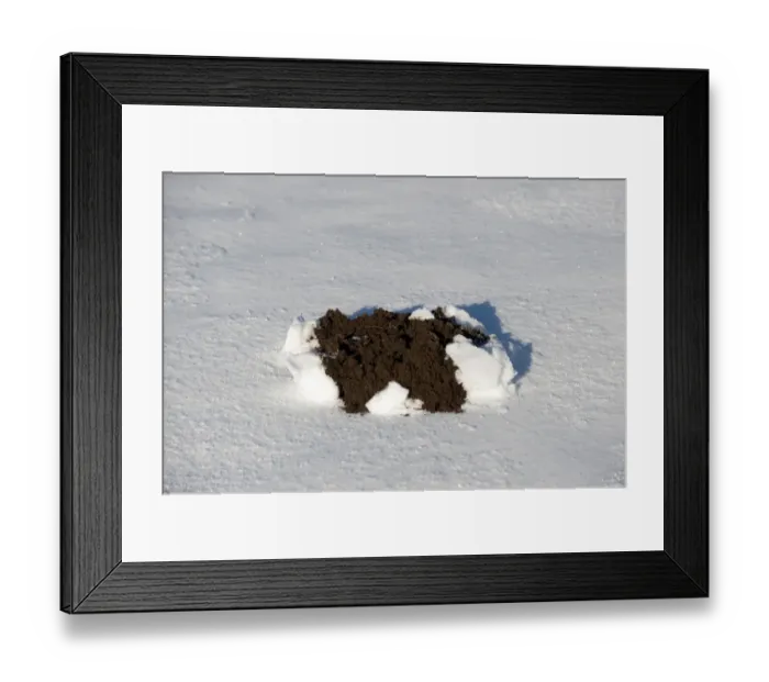 Framed Print : European Mole (Talpa europaea) molehill, emerging through snow, England, november Framed Print : European Mole (Talpa europaea) molehill, emerging through snow, England, november