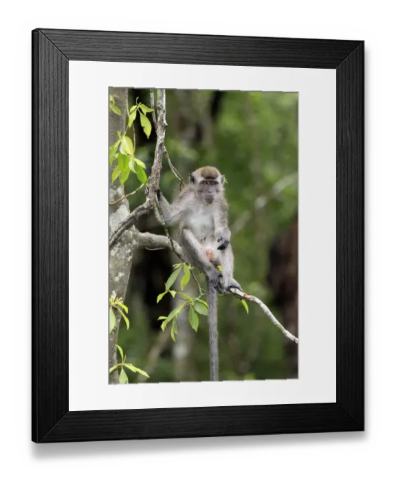 Framed Print : Crab-eating Macaque (Macaca fascicularis) adult, sitting in tree, Labuk Bay, Sabah, Borneo, Malaysia Framed Print : Crab-eating Macaque (Macaca fascicularis) adult, sitting in tree, Labuk Bay, Sabah, Borneo, Malaysia