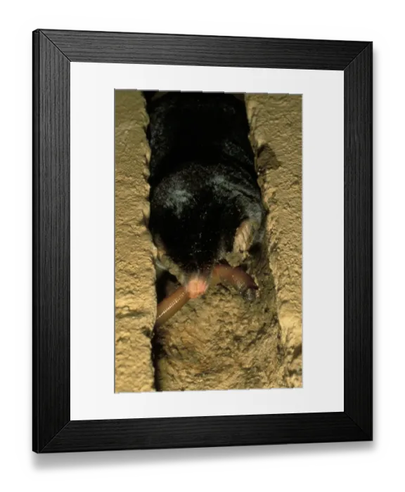 Framed Print : European Mole (Talpa europaea) adult, feeding on earthworm in tunnel, Italy Framed Print : European Mole (Talpa europaea) adult, feeding on earthworm in tunnel, Italy