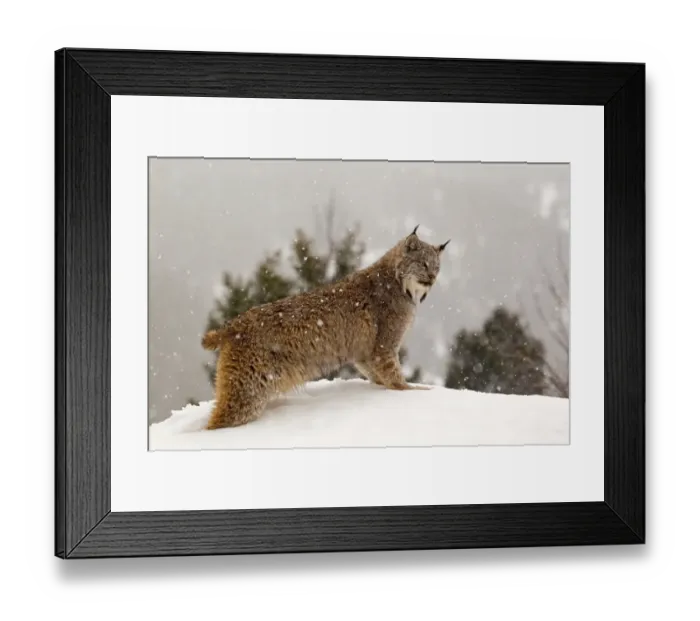 Framed Print : Canadian Lynx (Lynx canadensis) adult, standing in snow during snowfall, Montana, U. S. A. january (captive) Framed Print : Canadian Lynx (Lynx canadensis) adult, standing in snow during snowfall, Montana, U. S. A. january (captive)
