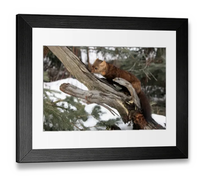 Framed Print : American Marten (Martes americana) adult, foraging on branch in snow, Montana, U. S. A. winter (captive) Framed Print : American Marten (Martes americana) adult, foraging on branch in snow, Montana, U. S. A. winter (captive)