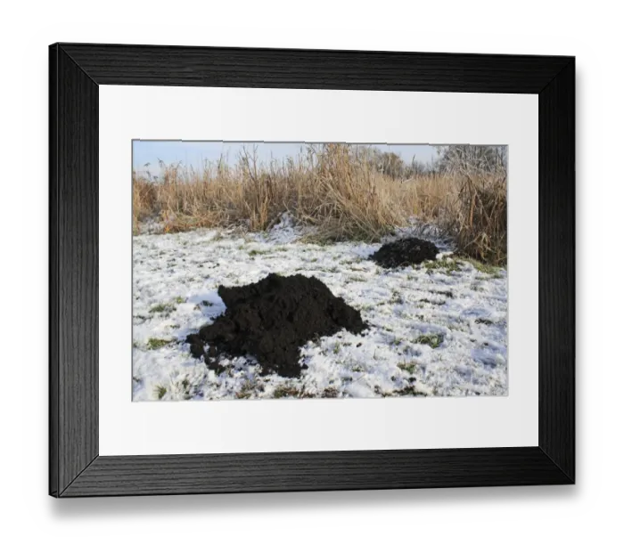 Framed Print : European Mole (Talpa europaea) fortress molehills, on path in snow covered river valley fen, Redgrave and Lopham Fen N. N. R. Waveney Valley, Suffolk, England, november Framed Print : European Mole (Talpa europaea) fortress molehills, on path in snow covered river valley fen, Redgrave and Lopham Fen N. N. R. Waveney Valley, Suffolk, England, november
