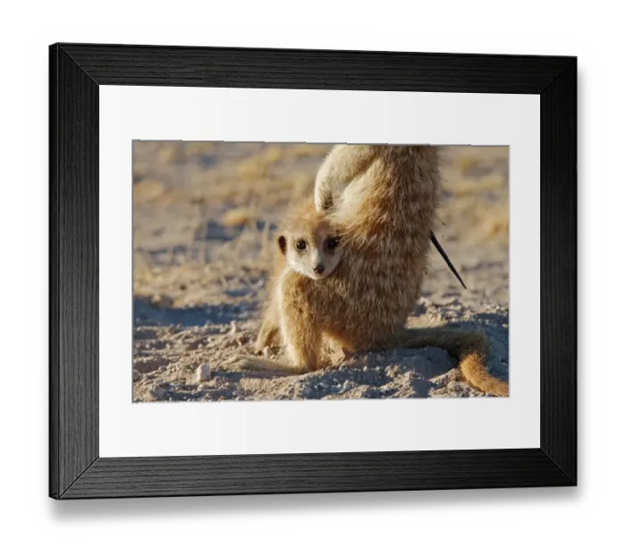 Framed Print : Meerkat (Suricata suricatta) adult, with porcupine quill stuck in side, sitting with young, Kalahari Meerkat Project, Kuruman River Reserve, Kalahari Desert, Northern Cape, South Africa Framed Print : Meerkat (Suricata suricatta) adult, with porcupine quill stuck in side, sitting with young, Kalahari Meerkat Project, Kuruman River Reserve, Kalahari Desert, Northern Cape, South Africa