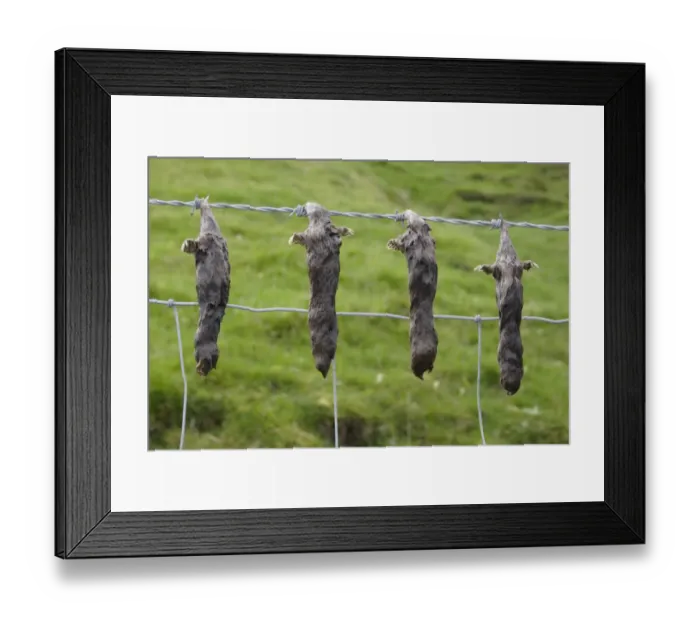 Framed Print : European Mole (Talpa europaea) four dead adults, hung on barbed wire fence by molecatcher, Keld, Swaledale, Yorkshire Dales N. P. North Yorkshire, England, october Framed Print : European Mole (Talpa europaea) four dead adults, hung on barbed wire fence by molecatcher, Keld, Swaledale, Yorkshire Dales N. P. North Yorkshire, England, october