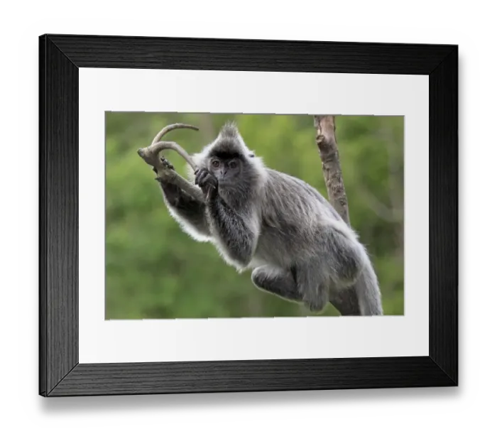 Framed Print : Silvered Leaf Monkey (Trachypithecus cristatus) adult, resting on branch, Labuk Bay, Sabah, Borneo, Malaysia