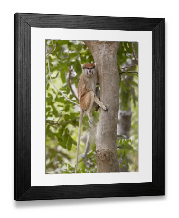 Framed Print : Patas Monkey (Eythrocebus patas) adult female, sitting in tree, near Toubacouta, Senegal, january Framed Print : Patas Monkey (Eythrocebus patas) adult female, sitting in tree, near Toubacouta, Senegal, january