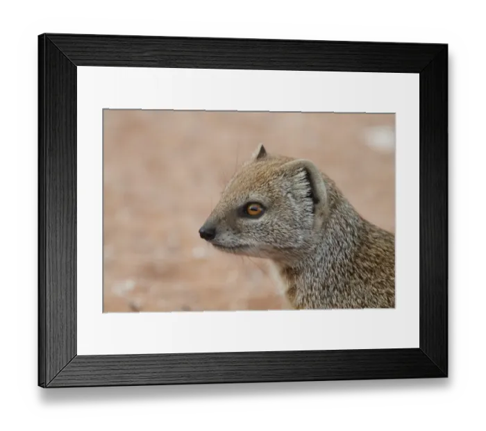 Framed Print : Yellow Mongoose (Cynictis penicillata) adult, close-up of head, Kalahari Gemsbok N. P. Kgalagadi Transfrontier Park, South Africa