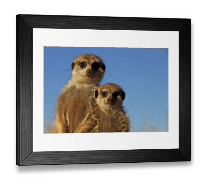 Framed Print : Meerkat (Suricata suricatta) adult and juvenile, close-up of heads, Kalahari Meerkat Project, Kuruman River Reserve, Kalahari Desert, Northern Cape, South Africa Framed Print : Meerkat (Suricata suricatta) adult and juvenile, close-up of heads, Kalahari Meerkat Project, Kuruman River Reserve, Kalahari Desert, Northern Cape, South Africa