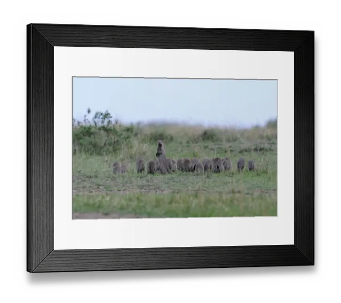 Framed Print : Banded Mongoose (Mungos mungo) large family group, running through grass, one adult standing on hind legs looking back, Masai Mara, Kenya Framed Print : Banded Mongoose (Mungos mungo) large family group, running through grass, one adult standing on hind legs looking back, Masai Mara, Kenya