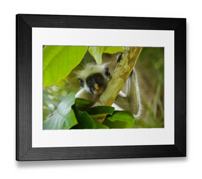 Framed Print : Zanzibar Red Colobus (Procolobus kirkii) adult, close-up of head and arm, resting on branch in tree, Jozani Forest, Zanzibar, Tanzania
