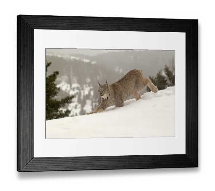 Framed Print : Canadian Lynx (Lynx canadensis) adult, walking in snow during snowfall, Montana, U. S. A. january (captive)