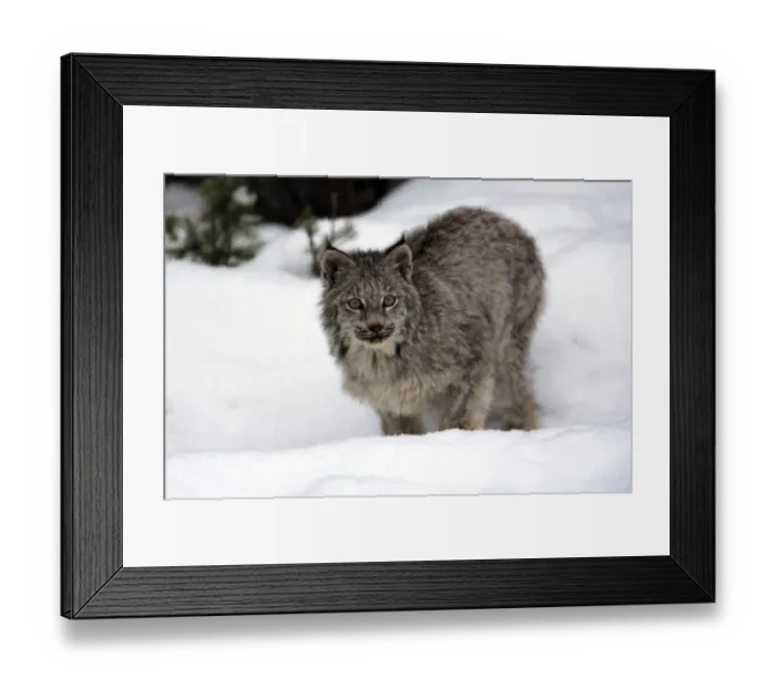 Framed Print : Canadian Lynx (Lynx canadensis) young, standing in snow, Montana, U. S. A. winter (captive) Framed Print : Canadian Lynx (Lynx canadensis) young, standing in snow, Montana, U. S. A. winter (captive)