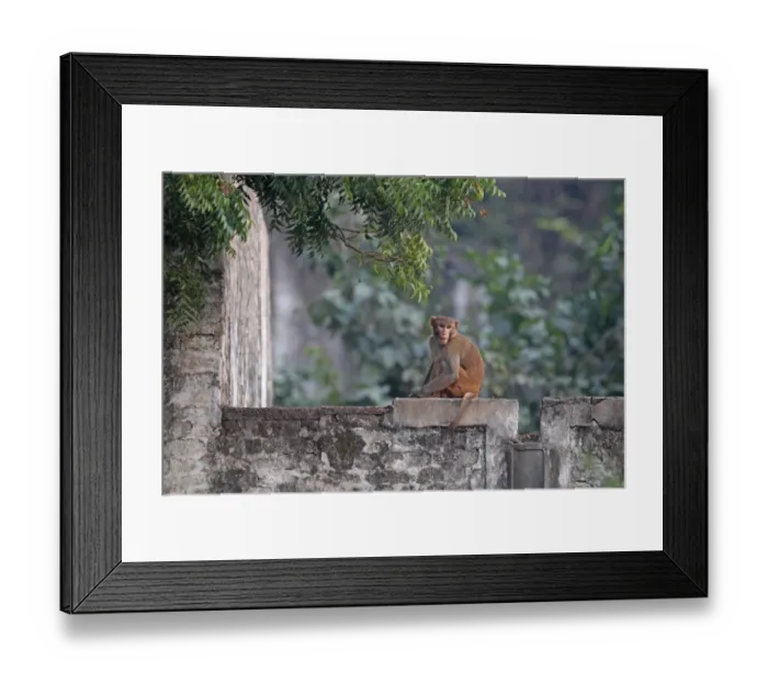Framed Print : Rhesus Macaque (Macaca mulatta) adult, sitting on wall, India, november Framed Print : Rhesus Macaque (Macaca mulatta) adult, sitting on wall, India, november