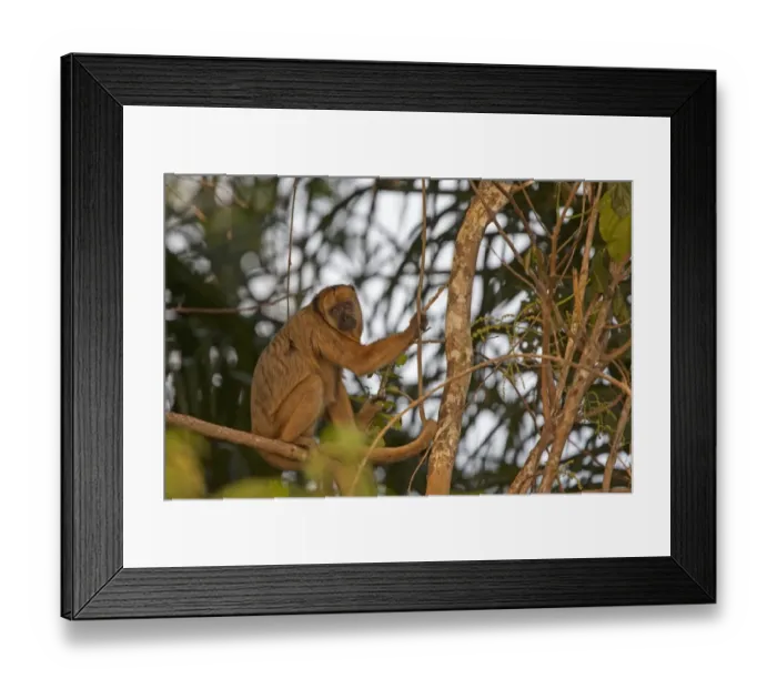 Framed Print : Black Howler Monkey (Alouatta caraya) adult female, sitting on branch in evening sunlight, Pantanal, Mato Grosso, Brazil Framed Print : Black Howler Monkey (Alouatta caraya) adult female, sitting on branch in evening sunlight, Pantanal, Mato Grosso, Brazil