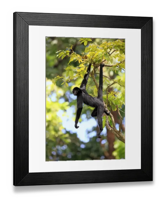 Framed Print : Black Spider Monkey (Ateles paniscus) adult, hanging from tree, using prehensile tail (captive) Framed Print : Black Spider Monkey (Ateles paniscus) adult, hanging from tree, using prehensile tail (captive)