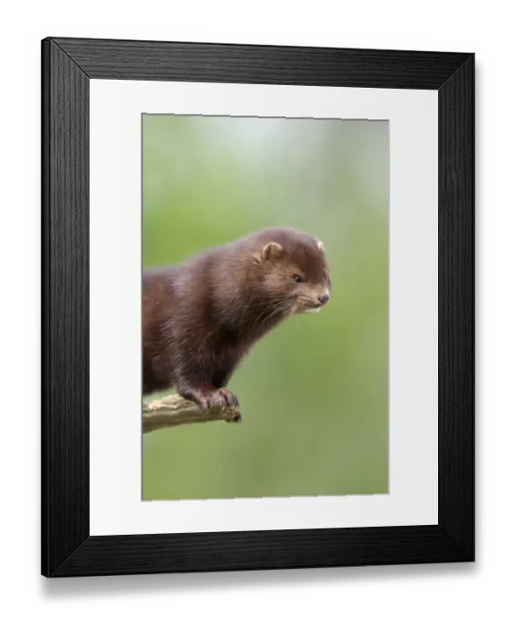 Framed Print : American Mink (Mustela vison) introduced species, adult, standing on branch, close-up of head and neck, Sussex, England, spring Framed Print : American Mink (Mustela vison) introduced species, adult, standing on branch, close-up of head and neck, Sussex, England, spring