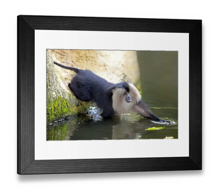 Framed Print : Lion-tailed Macaque (Macaca silenus) immature, foraging at edge of water (captive) Framed Print : Lion-tailed Macaque (Macaca silenus) immature, foraging at edge of water (captive)