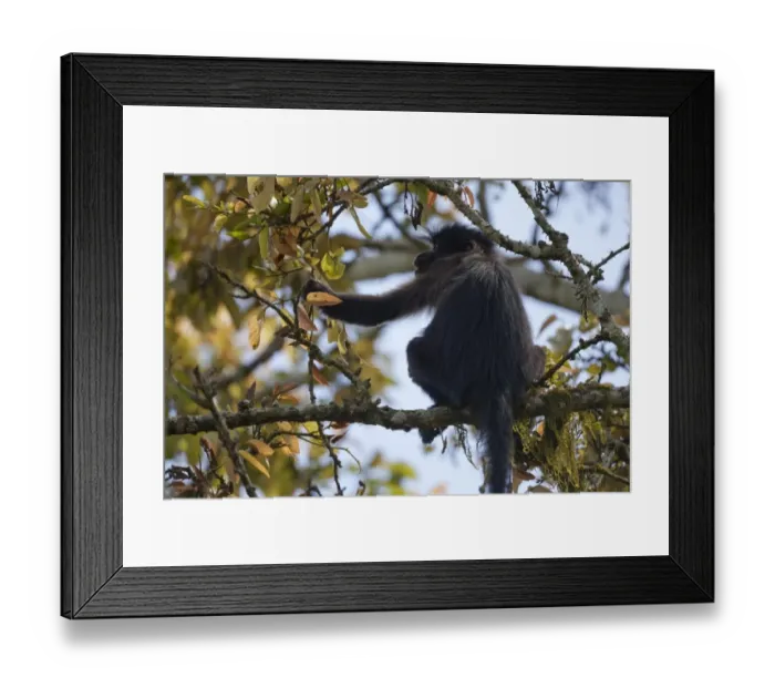 Framed Print : Grey-cheeked Mangabey (Lophocebus albigena) adult, sitting on tree branch, Bigodi Wetland Sanctuary, Uganda Framed Print : Grey-cheeked Mangabey (Lophocebus albigena) adult, sitting on tree branch, Bigodi Wetland Sanctuary, Uganda