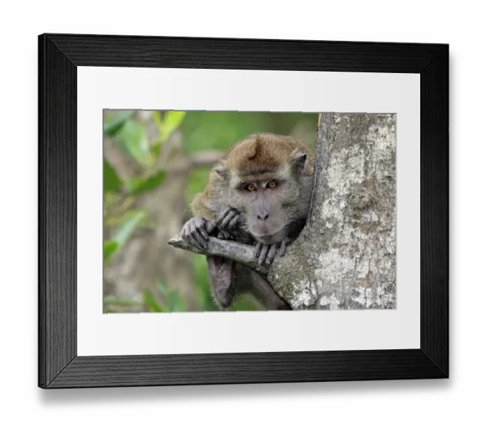 Framed Print : Crab-eating Macaque (Macaca fascicularis) adult, clinging to tree trunk, Labuk Bay, Sabah, Borneo, Malaysia