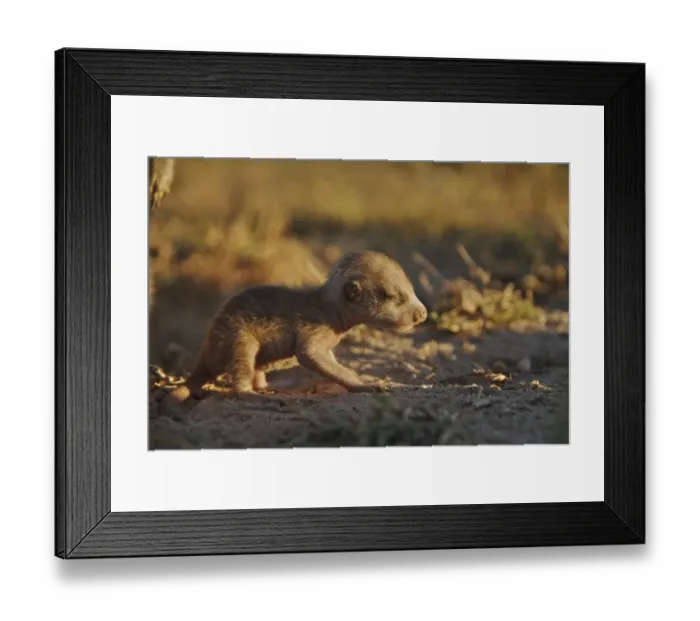 Framed Print : Meerkat (Suricata suricatta) young, at burrow entrance, Kalahari Meerkat Project, Kuruman River Reserve, Kalahari Desert, Northern Cape, South Africa Framed Print : Meerkat (Suricata suricatta) young, at burrow entrance, Kalahari Meerkat Project, Kuruman River Reserve, Kalahari Desert, Northern Cape, South Africa