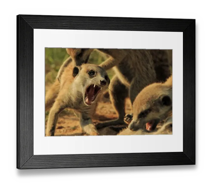 Framed Print : Meerkat (Suricata suricatta) adults, fighting, Kalahari Meerkat Project, Kuruman River Reserve, Kalahari Desert, Northern Cape, South Africa