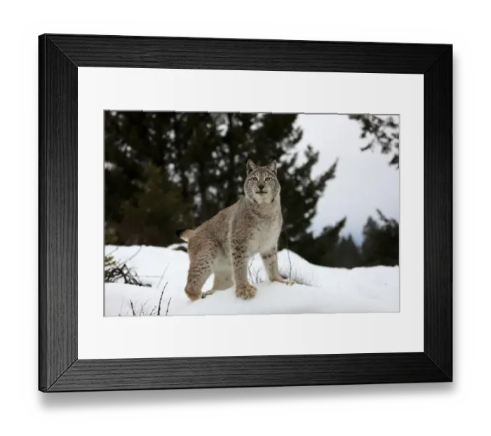 Framed Print : Eurasian Lynx (Lynx lynx) adult, standing on snow, winter (captive) Framed Print : Eurasian Lynx (Lynx lynx) adult, standing on snow, winter (captive)