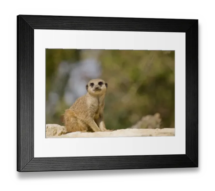 Framed Print : Meerkat (Suricata suricatta) adult, sitting on rock, Marwell Zoo