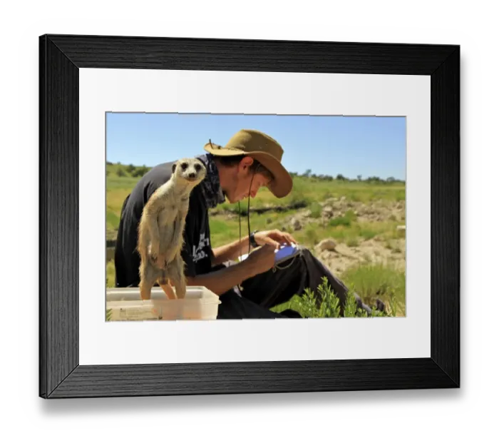 Framed Print : Meerkat (Suricata suricatta) adult, standing on hind legs in box, beside researcher taking notes, Kalahari Meerkat Project, Kuruman River Reserve, Kalahari Desert, Northern Cape, South Africa Framed Print : Meerkat (Suricata suricatta) adult, standing on hind legs in box, beside researcher taking notes, Kalahari Meerkat Project, Kuruman River Reserve, Kalahari Desert, Northern Cape, South Africa