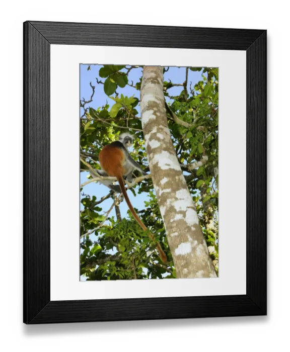Framed Print : Zanzibar Red Colobus (Procolobus kirkii) adult, sitting on branch in tree, Jozani Forest, Zanzibar, Tanzania Framed Print : Zanzibar Red Colobus (Procolobus kirkii) adult, sitting on branch in tree, Jozani Forest, Zanzibar, Tanzania