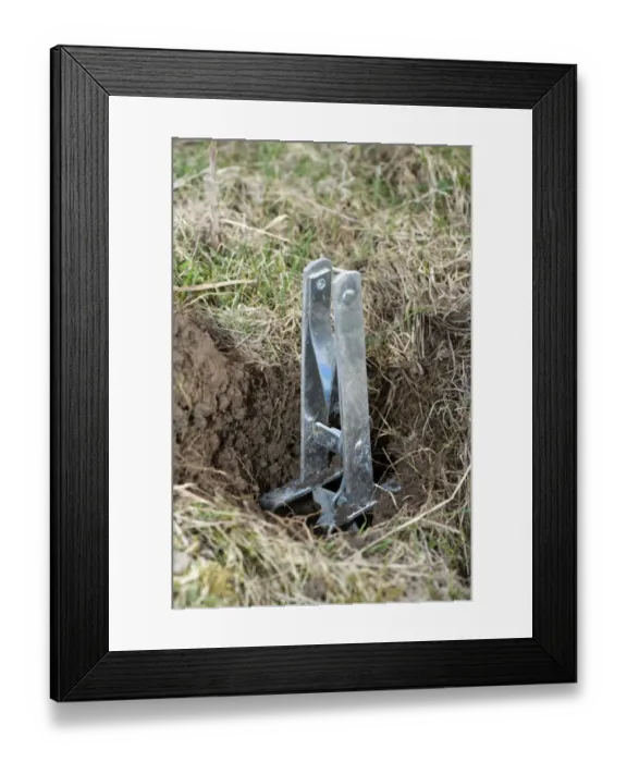 Framed Print : European Mole (Talpa europaea) nipper type trap, in set position, England, march Framed Print : European Mole (Talpa europaea) nipper type trap, in set position, England, march